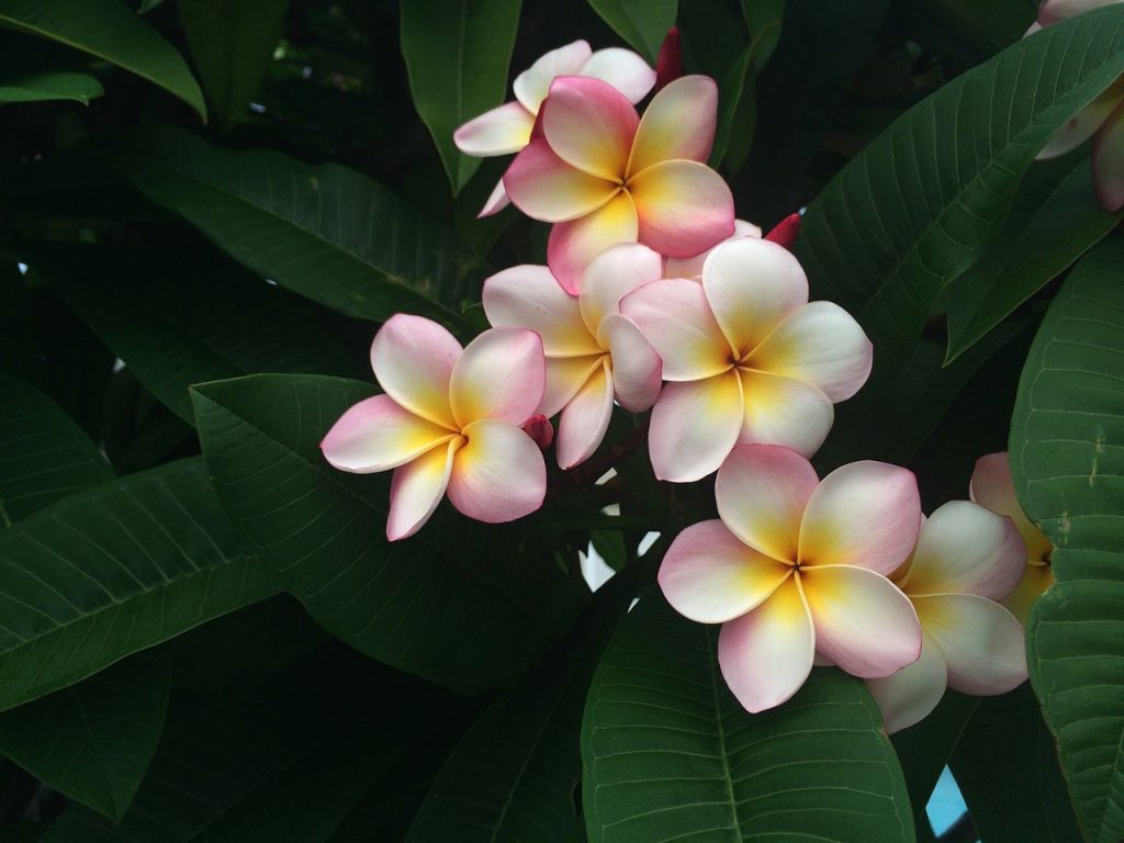frangipani, holiday, hawaii